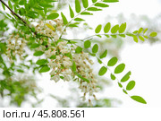 Робиния ложноакациевая (Robinia pseudoacacia) Стоковое фото, фотограф Алёшина Оксана / Фотобанк Лори