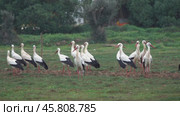 Flock of white storks resting in fields. Стоковое видео, видеограф Михаил Коханчиков / Фотобанк Лори