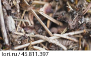 Wild ant hill in the forest closeup. Стоковое видео, видеограф Андрей Армягов / Фотобанк Лори