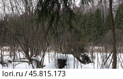 Зимний лес (Winter forest). Пень в снегу (Stump in the snow). Декабрь (December). Редакционное видео, видеограф Горшков Александр / Фотобанк Лори