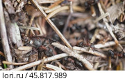 Wild ant hill in the forest closeup. Стоковое видео, видеограф Андрей Армягов / Фотобанк Лори