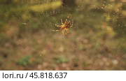 Spider on cobweb close-up waiting for the future victim. Стоковое видео, видеограф Андрей Армягов / Фотобанк Лори