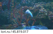 Moray eels, or Muraenidae, are a family of eels whose members are found worldwide. Стоковое видео, видеограф Андрей Армягов / Фотобанк Лори