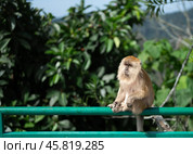 Monkey sitting on green railing in tropical forest, close-up of primate with lush foliage background, wildlife in natural habitat. copy space. Стоковое фото, фотограф Павел Муравьев / Фотобанк Лори