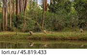 Sifaka lemurs on the shore of the lake. The animals are squatting on the green grass. The background is a thicket of rain forest. Reflection in the water. Madagascar. Vakona Forest Reserve (2023 год). Стоковое фото, фотограф Вера Ивановна Кубарева / Фотобанк Лори