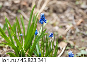 Close-up of blooming grape hyacinth (Muscari) with vibrant blue flowers in a garden setting. Member of the Asparagaceae family, commonly used as ornamental groundcover. Стоковое фото, фотограф Татьяна Терехина / Фотобанк Лори