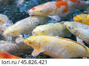 Ko's carp in the water close-up as background. Стоковое фото, фотограф Roman Zavorotny / Фотобанк Лори