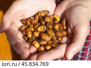 Клубеньки чуфы (земляной орех, земляной миндаль) на руках женщины. Стоковое фото, фотограф Елена Абдураманова / Фотобанк Лори