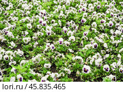 Фиалка трёхцветная (Viola tricolor), фиалка Виттрока, садовые анютины глазки. Фон. Стоковое фото, фотограф Алёшина Оксана / Фотобанк Лори