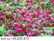 Фиалка трёхцветная (Viola tricolor), фиалка Виттрока, садовые анютины глазки. Стоковое фото, фотограф Алёшина Оксана / Фотобанк Лори