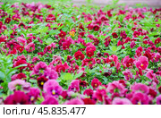 Фиалка трёхцветная (Viola tricolor), фиалка Виттрока, садовые анютины глазки. Стоковое фото, фотограф Алёшина Оксана / Фотобанк Лори