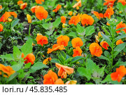 Фиалка трёхцветная (Viola tricolor), фиалка Виттрока, садовые анютины глазки. Фон. Стоковое фото, фотограф Алёшина Оксана / Фотобанк Лори
