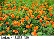 Фиалка трёхцветная (Viola tricolor), фиалка Виттрока, садовые анютины глазки. Фон. Стоковое фото, фотограф Алёшина Оксана / Фотобанк Лори