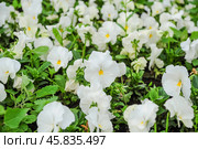 Фиалка трёхцветная (Viola tricolor), фиалка Виттрока, садовые анютины глазки. Фон. Стоковое фото, фотограф Алёшина Оксана / Фотобанк Лори
