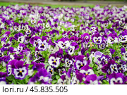 Фиалка трёхцветная (Viola tricolor), фиалка Виттрока, садовые анютины глазки. Стоковое фото, фотограф Алёшина Оксана / Фотобанк Лори