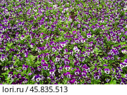 Фиалка трёхцветная (Viola tricolor), фиалка Виттрока, садовые анютины глазки. Фон. Стоковое фото, фотограф Алёшина Оксана / Фотобанк Лори
