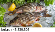 Common carp fish on ice, lettuce and lemon slices. Group of raw fish served on the ice cubes, fish at the market. Sale of sea fish. Advertising banner layout for seafood store. Crucian carp, goldfish. Стоковое AI-изображение, AI-художник Марина Демидюк / Фотобанк Лори