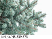 Ель голубая колючая (Picea pungens) на фоне серого неба. Стоковое фото, фотограф RF / Фотобанк Лори