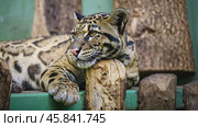 Clouded leopard resting its head on a log. Стоковое AI-видео, аниматор Юрий Поздников / Фотобанк Лори