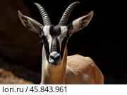 Sable antelope standing in the dark with large ears and horns. Стоковое AI-изображение, AI-художник Иван Рябоконь / Фотобанк Лори