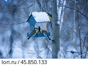 Большие синицы (lat. Parus major) на кормушке зимой в Москве в Яуза-парке, синичкин день, Nobody. Стоковое фото, фотограф Елизавета Корнилова / Фотобанк Лори