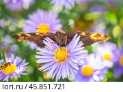 European peacock butterfly Aglais io Copy space.. Стоковое фото, фотограф Корнеев Вячеслав / Фотобанк Лори