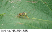 Полиста или оса бумажная Polistes. Стоковое видео, видеограф Александр Мамонтов / Фотобанк Лори