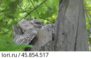 Сова длиннохвостая неясыть Strix uralensis кормит своих птенцов. Стоковое видео, видеограф Александр Мамонтов / Фотобанк Лори