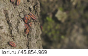 Bedbugs-soldiers in spring macro. Стоковое видео, видеограф Михаил Коханчиков / Фотобанк Лори