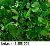 Heap of green fresh arugula leaf and canonigo or mache. Стоковое фото, фотограф Яков Филимонов / Фотобанк Лори