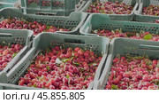 crates full of great and juicy ripe red cherries. Стоковое видео, видеограф Яков Филимонов / Фотобанк Лори