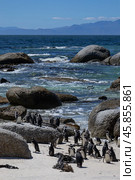 Boulders Beach protected lagoon with colony of African spectacled penguins (2023 год). Стоковое фото, фотограф Екатерина Якименко / Фотобанк Лори
