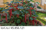 A beautiful tropical acalypha plant grows in the park. A shrub with large green leaves and long burgundy inflorescences in the shape of whips. Madagascar. Стоковое фото, фотограф Вера Ивановна Кубарева / Фотобанк Лори