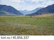 Ancient burials in the Altai mountains on terrace of the Katun and Bolshoy Yaloman rivers. (2023 год). Стоковое фото, фотограф Сергей Пристяжнюк (Serg Zastavkin) / Фотобанк Лори