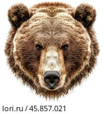 Brown bear face starring with intense gaze on white background. Стоковое AI-изображение, AI-художник Иван Рябоконь / Фотобанк Лори