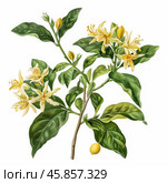 Blooming trifoliate orange branch with yellow flowers and green leaves. Стоковое AI-изображение, AI-художник Иван Рябоконь / Фотобанк Лори