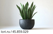 Lush green snake plant in stylish pot against textured blue wall backdrop. Стоковое AI-изображение, AI-художник Юлия Гапеенко / Фотобанк Лори