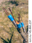 Grafted apricot tree onto plum using the cleft method. Scion and rootstock, agrotechnical measures. Стоковое фото, фотограф Коханова Наталья / Фотобанк Лори