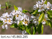 Flowering of a young pear tree of the Abbot variety in the garden in spring. White flowers on branches with leaves, close-up. Стоковое фото, фотограф Коханова Наталья / Фотобанк Лори