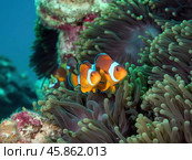 Clown fish or Clown anemonefish, Amphiprion bicolor, in natural habitat. Стоковое AI-изображение, AI-художник Евгений Ткачёв / Фотобанк Лори