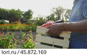 farmer with vegetable harvest on farm plot. Стоковое видео, видеограф Igor Skripachev / Фотобанк Лори