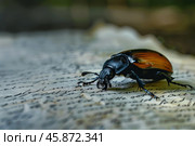 Garden chafer beetle crawling on old handwritten letter. Стоковое AI-изображение, AI-художник Иван Рябоконь / Фотобанк Лори