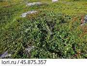 Растительность в тундре Мурманской области (2024 год). Редакционное фото, фотограф Инесса Гаварс / Фотобанк Лори
