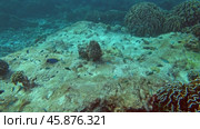 Underwater corals world of Similan islands. Стоковое видео, видеограф Михаил Коханчиков / Фотобанк Лори