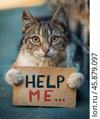 Кот держит лапами картонную табличку с надписью HELP ME. Стоковое AI-изображение, AI-художник Болдырева Елена / Фотобанк Лори