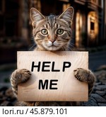 Кот держит лапами картонную табличку с надписью HELP ME. Стоковое AI-изображение, AI-художник Болдырева Елена / Фотобанк Лори