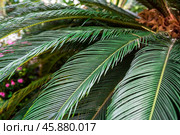 Close-up of Cycas revoluta, known as sago palm, showing detailed green fronds. Belongs to the Cycadaceae family, often used in tropical decor. Стоковое фото, фотограф Татьяна Терехина / Фотобанк Лори