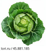 Fresh green cabbage with intact outer leaves on white background. Стоковое AI-изображение, AI-художник Иван Рябоконь / Фотобанк Лори