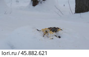 Зимой голодные синицы и поползни прилетают за орехами и семечками. Стоковое видео, видеограф Эльвира  Трощенкова / Фотобанк Лори