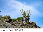 A bunch of cacti with a sun shining on them. Стоковое фото, фотограф Дмитрий Брусков / Фотобанк Лори